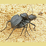 Manticora species
